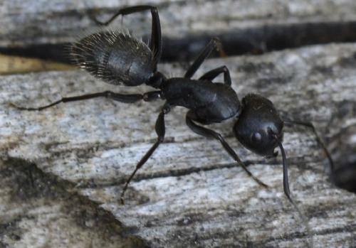 Réf. 205 522 : Camponotus vagus